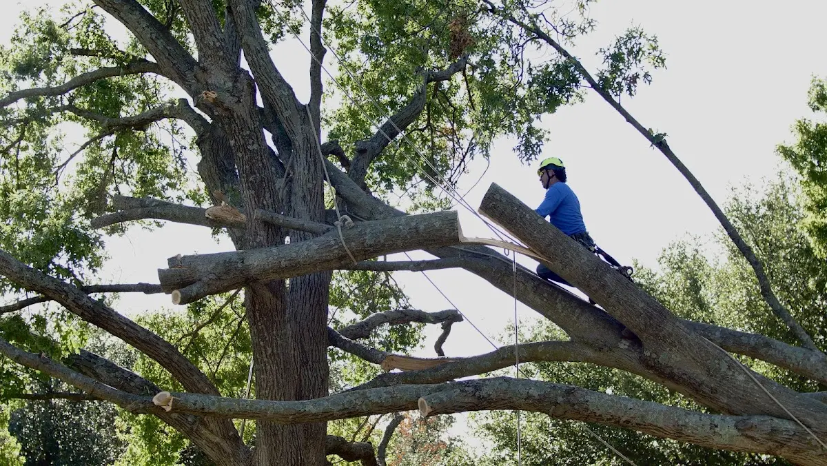 Professional Hazardous Tree Removal performed by certified arborists in Playas