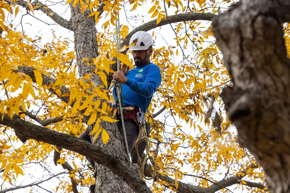 Skilled Tree Transplanting crew working in Playas